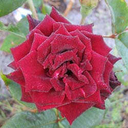 Rosa Black Baccara